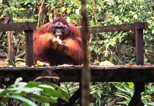 Orang Utan George war der Star im Semenggoh Wildlife Recreation Center