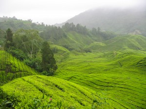 Teeplantagen in den Cameron Highlands, Malaysia