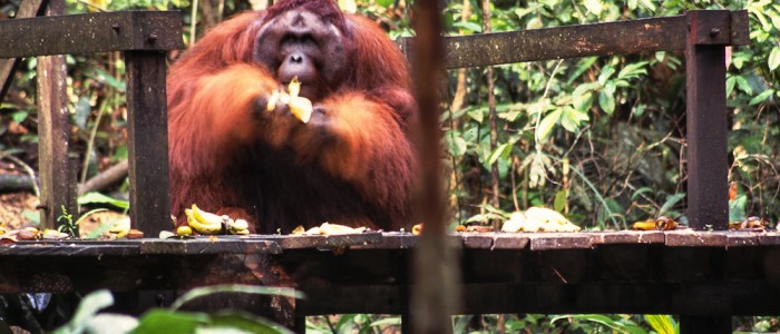Orang Utan George war der Star im Semenggoh Wildlife Recreation Center
